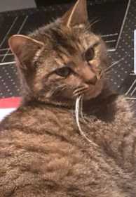 Lost Cat