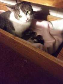 Lost Cat