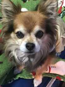 Lost Dog