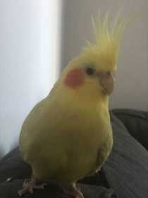 Lost Cockatiel