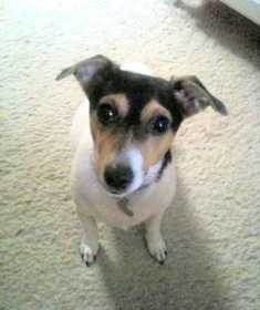 Lost Dog