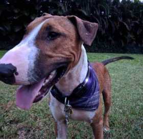 Lost Dog