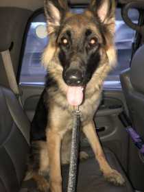 Lost Dog