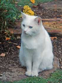 Lost Cat