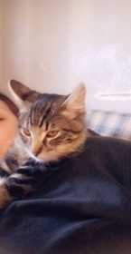 Lost Cat