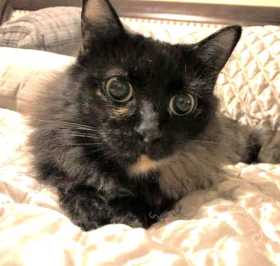 Lost Cat