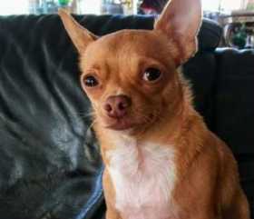 Lost Dog