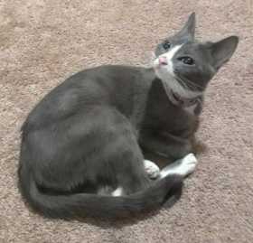 Lost Cat