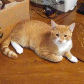 Lost Cat