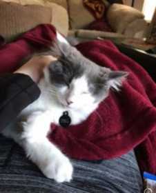 Lost Cat