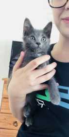 Lost Cat
