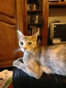 Lost Cat