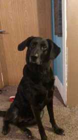 Lost Dog