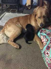 Lost Dog