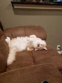 Lost Cat