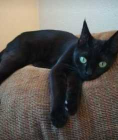 Lost Cat