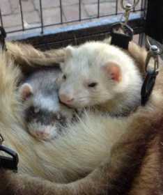 Lost Ferret