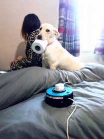 Lost Dog