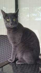 Lost Cat