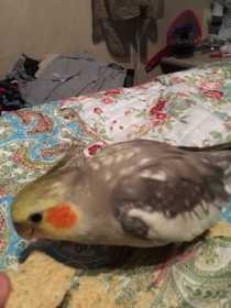 Lost Cockatiel