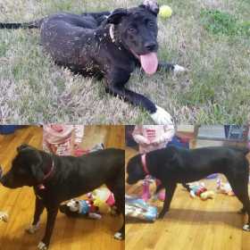 Lost Dog