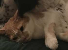 Lost Cat
