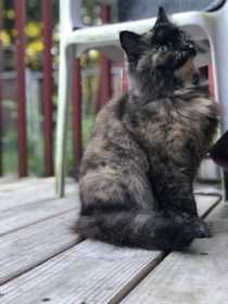 Lost Cat