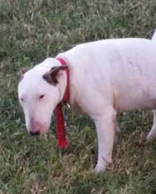 Lost Dog