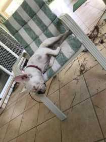 Lost Dog