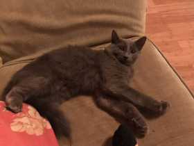Lost Cat