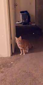 Lost Cat