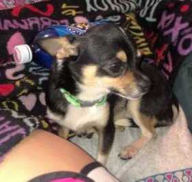 Lost Dog