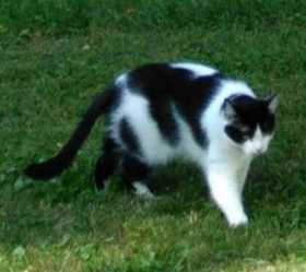 Lost Cat