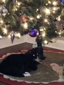 Lost Cat
