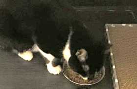 Lost Cat