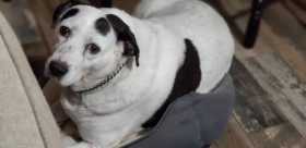 Lost Dog