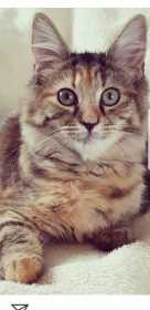 Lost Cat