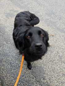 Lost Dog