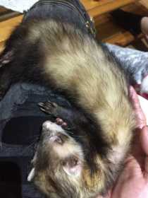 Lost Ferret