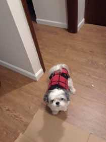 Lost Dog