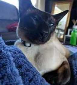 Lost Cat