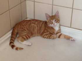 Lost Cat