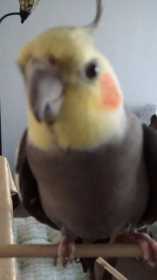 Lost Cockatiel