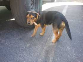 Lost Dog