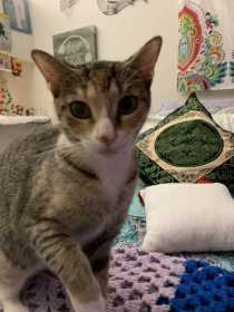 Lost Cat