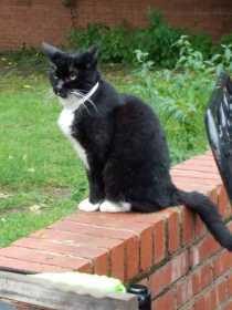 Lost Cat