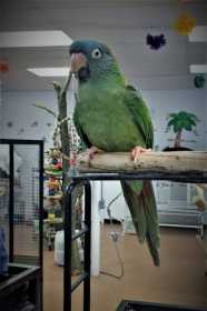 Lost Conure