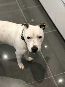Lost Dog
