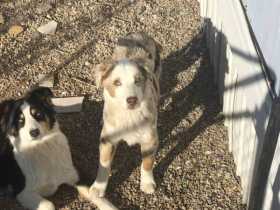Lost Dog