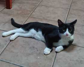 Lost Cat